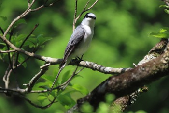 2022年4月30日(土) 早戸川林道の野鳥観察記録