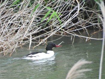 Common Merganser 都田川 Sat, 4/30/2022