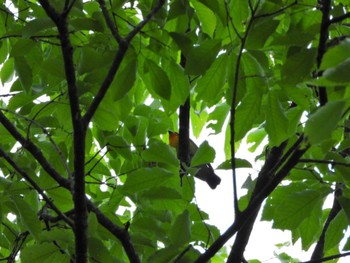 Narcissus Flycatcher 静岡県立森林公園 Sat, 4/30/2022