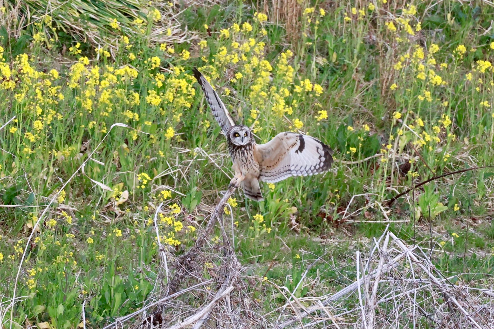 熊谷市津田 コミミズクの写真 by 八丈 鶫