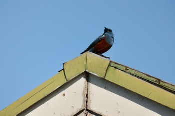 Blue Rock Thrush 川崎 Sat, 4/30/2022