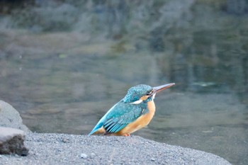 Common Kingfisher 川崎 Sat, 4/30/2022