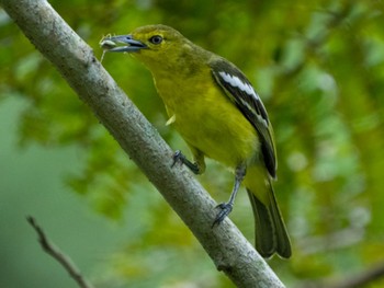 ヒメコノハドリ Pasir Ris Park (Singapore) 2022年4月30日(土)