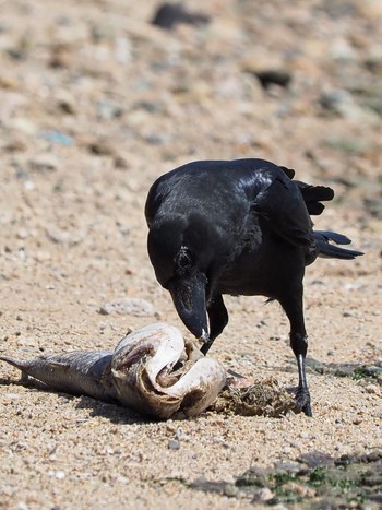 Large-billed Crow 甲子園浜(兵庫県西宮市) Sat, 4/30/2022