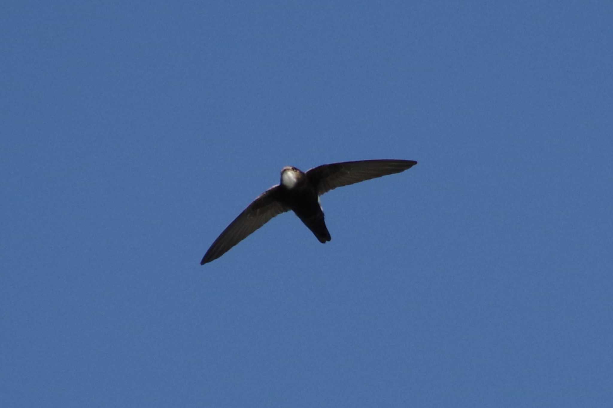 Photo of House Swift at 多摩川二ヶ領宿河原堰 by さすらう葦