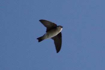 Asian House Martin 多摩川二ヶ領宿河原堰 Sat, 4/30/2022