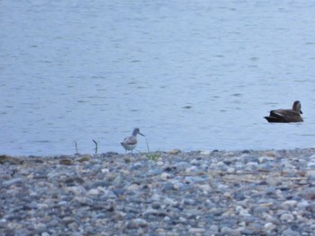 Common Greenshank 天竜川河口 Sat, 4/30/2022