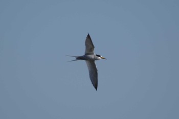 Little Tern 多摩川二ヶ領宿河原堰 Sat, 4/30/2022