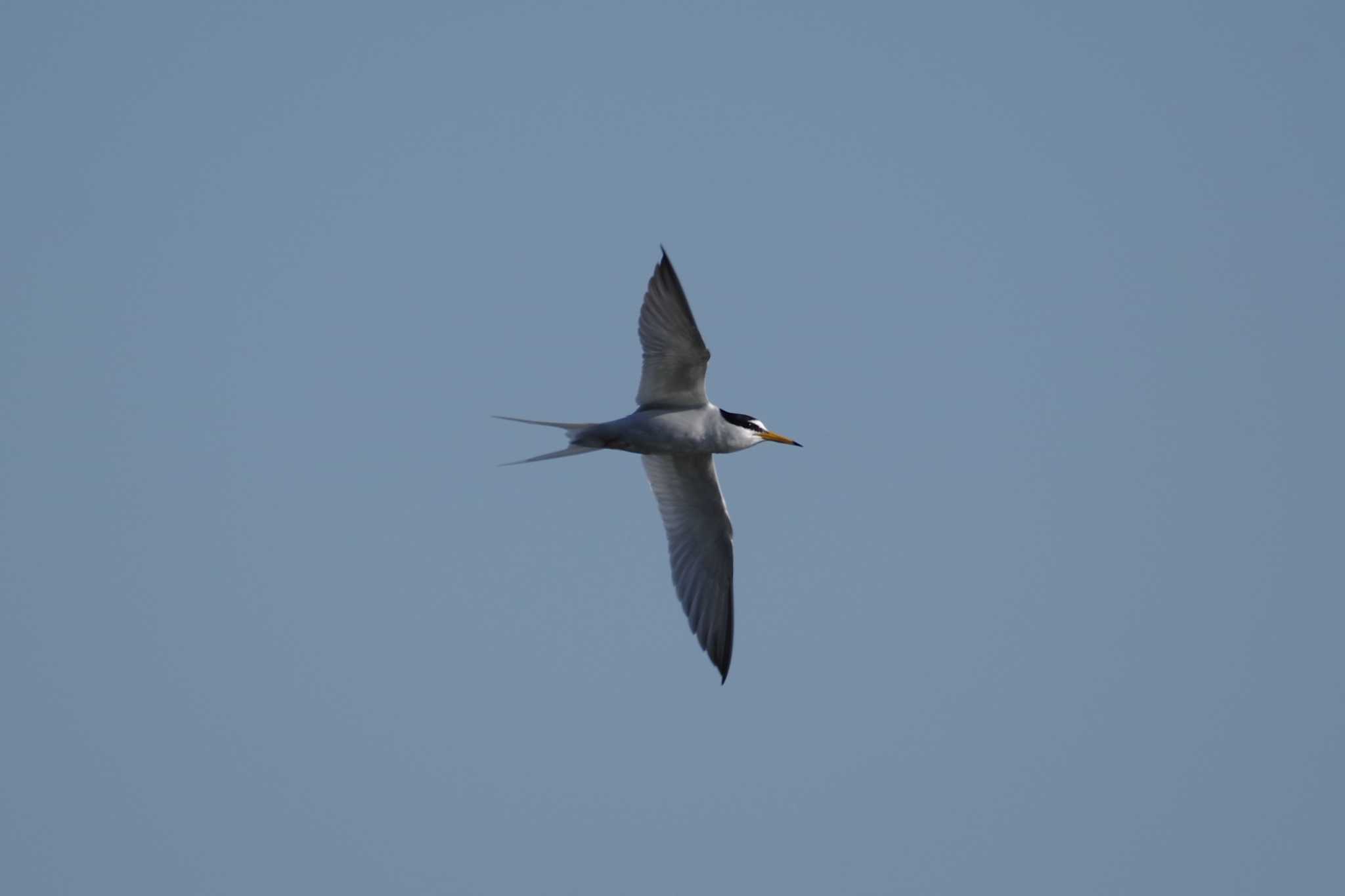 Photo of Little Tern at 多摩川二ヶ領宿河原堰 by さすらう葦