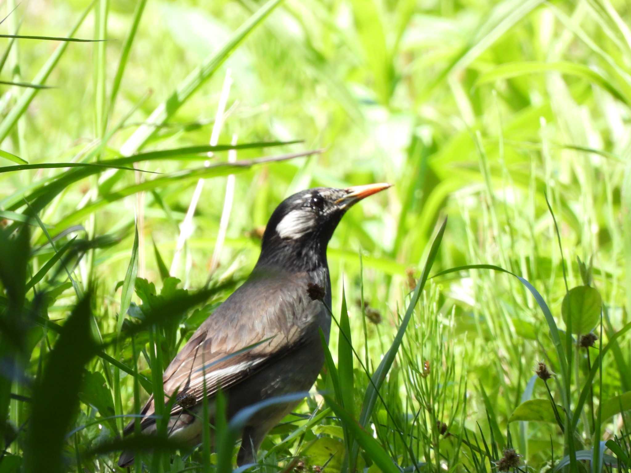 昭和記念公園 ムクドリの写真 by まつのすけ