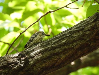 Japanese Pygmy Woodpecker Showa Kinen Park Sat, 4/30/2022