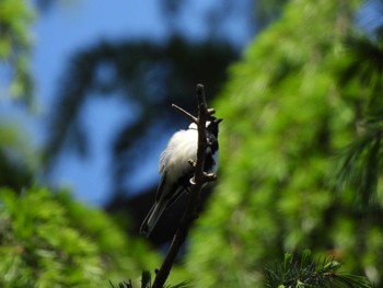 Japanese Tit Showa Kinen Park Sat, 4/30/2022