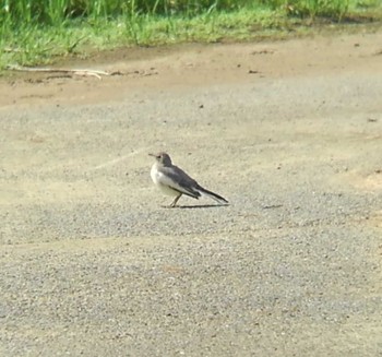 2022年4月30日(土) 川越水上公園の野鳥観察記録