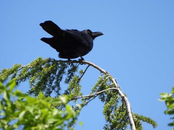 Large-billed Crow Showa Kinen Park Sat, 4/30/2022