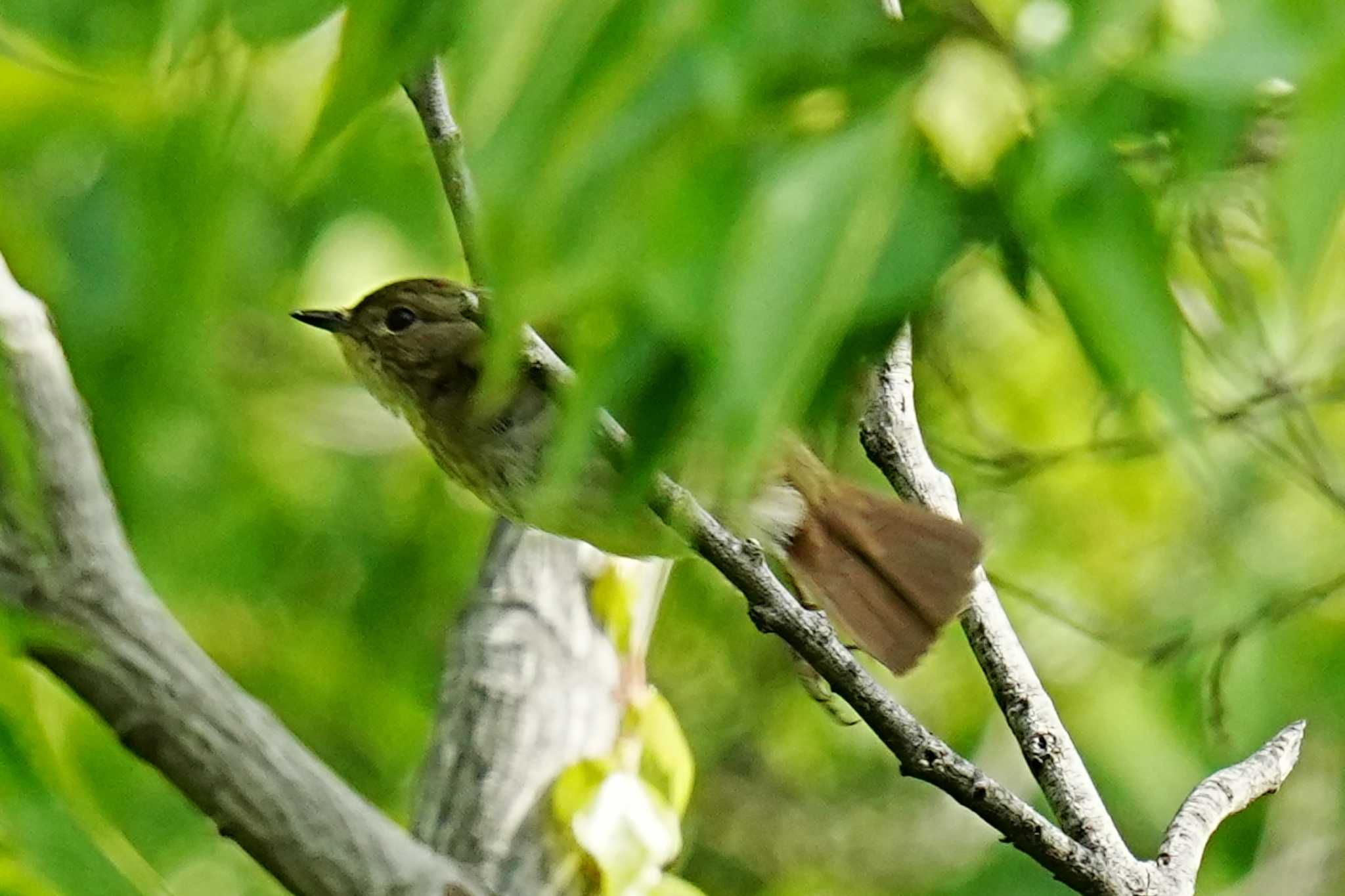 キビタキ