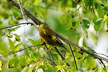 2022年4月30日(土) ＭＦの野鳥観察記録