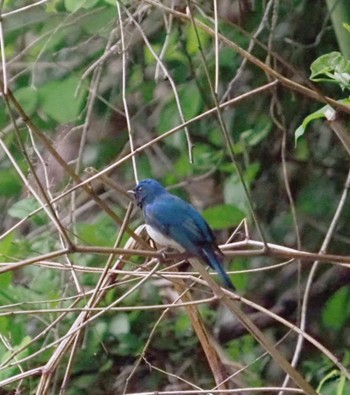 Blue-and-white Flycatcher 宮ケ瀬湖 Sat, 4/30/2022