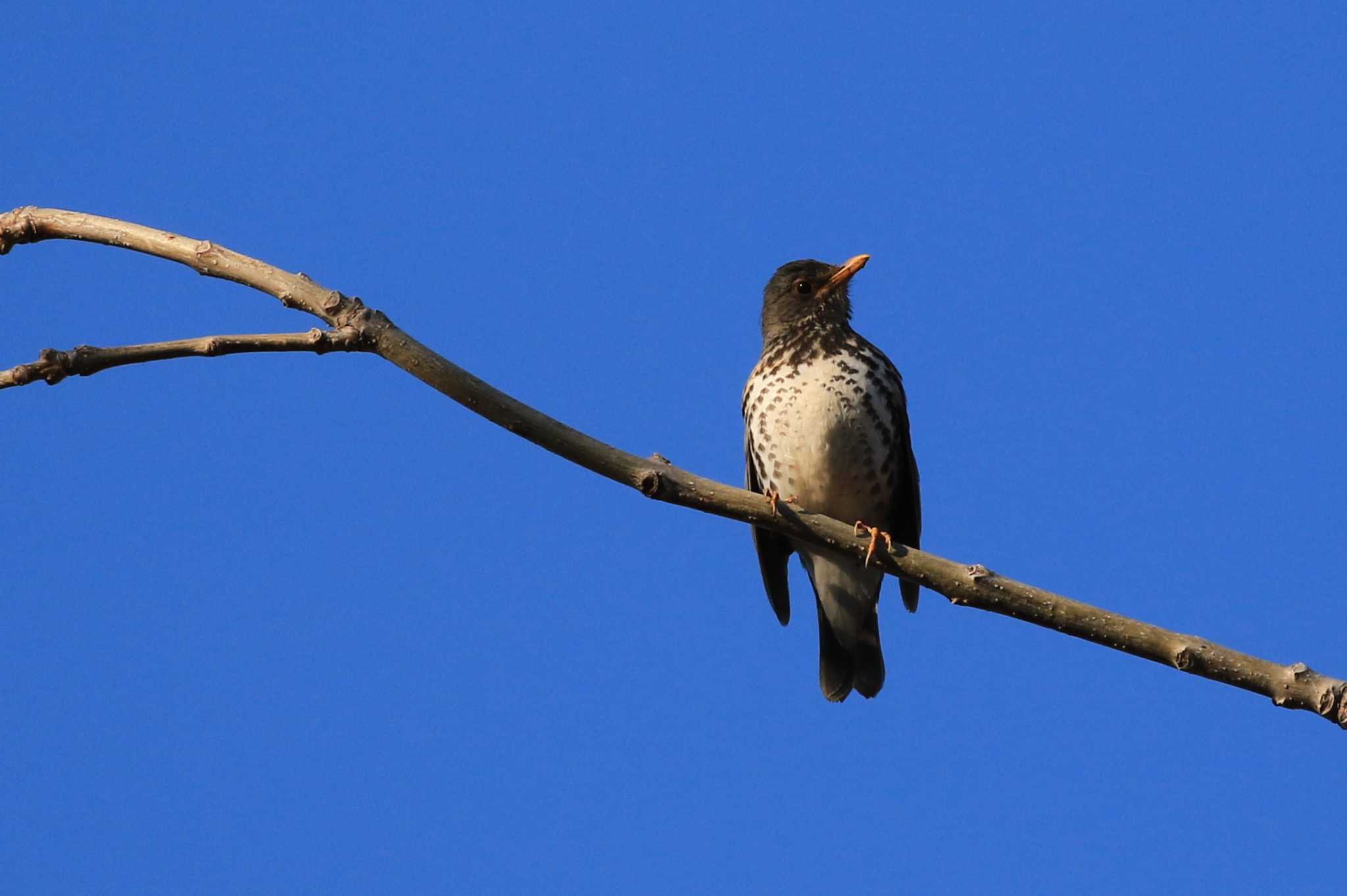 Japanese Thrush