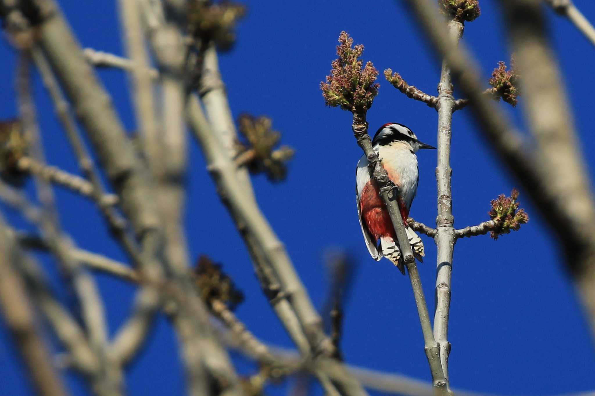 Great Spotted Woodpecker(japonicus)