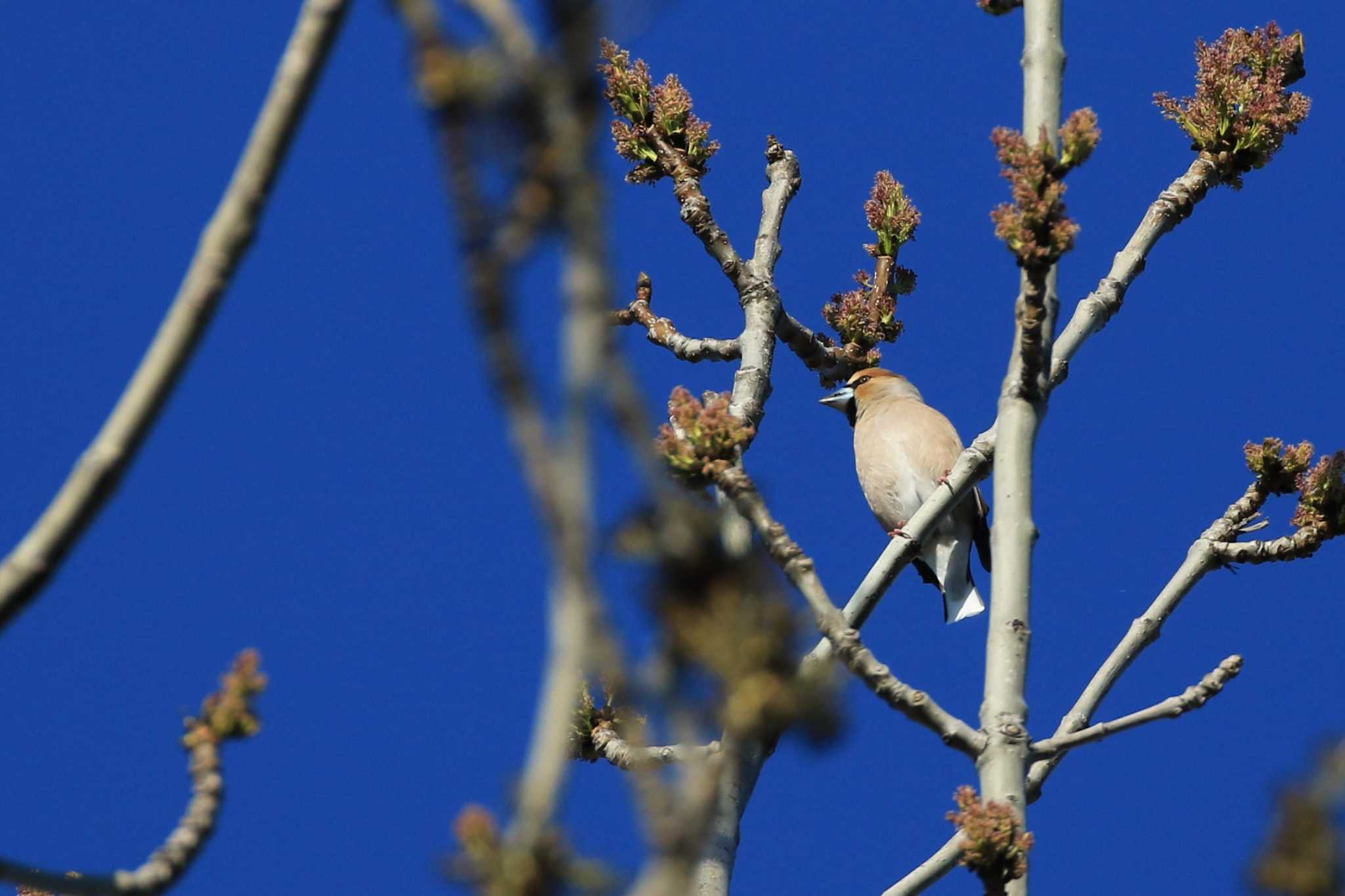 Hawfinch