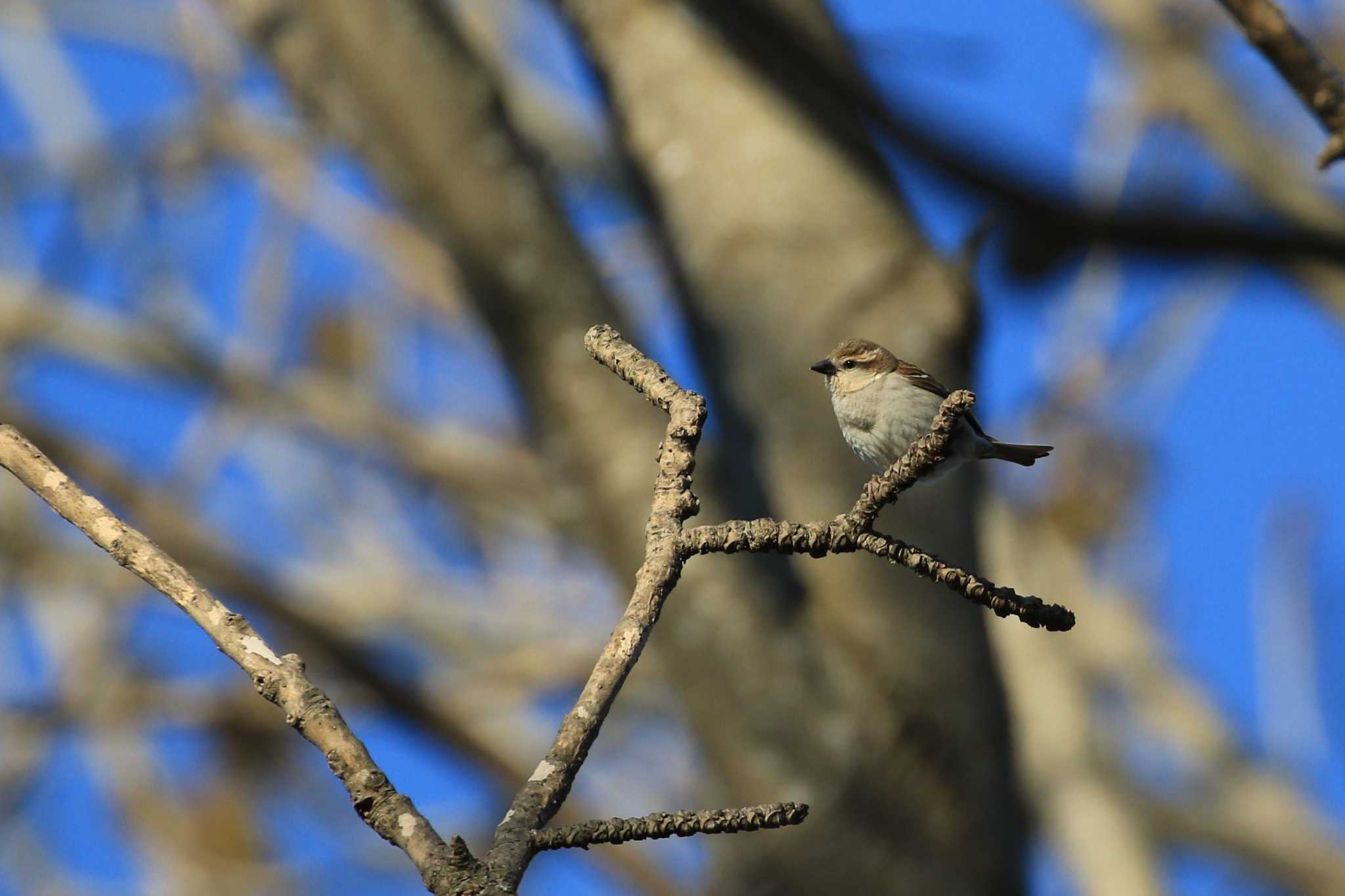 Russet Sparrow