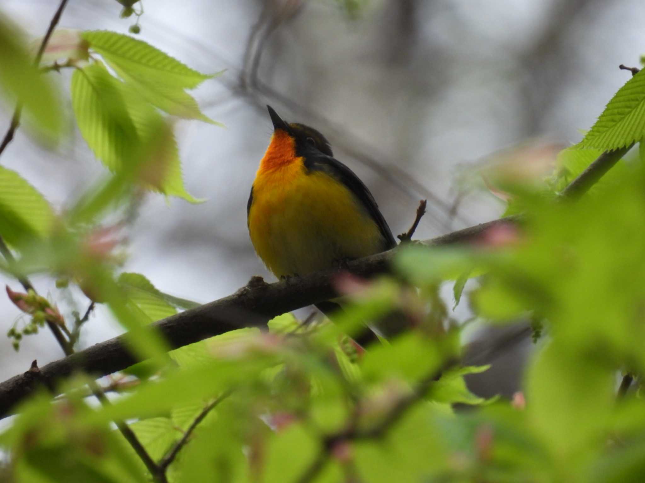 Narcissus Flycatcher