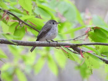 コサメビタキ 軽井沢野鳥の森 2022年4月29日(金)