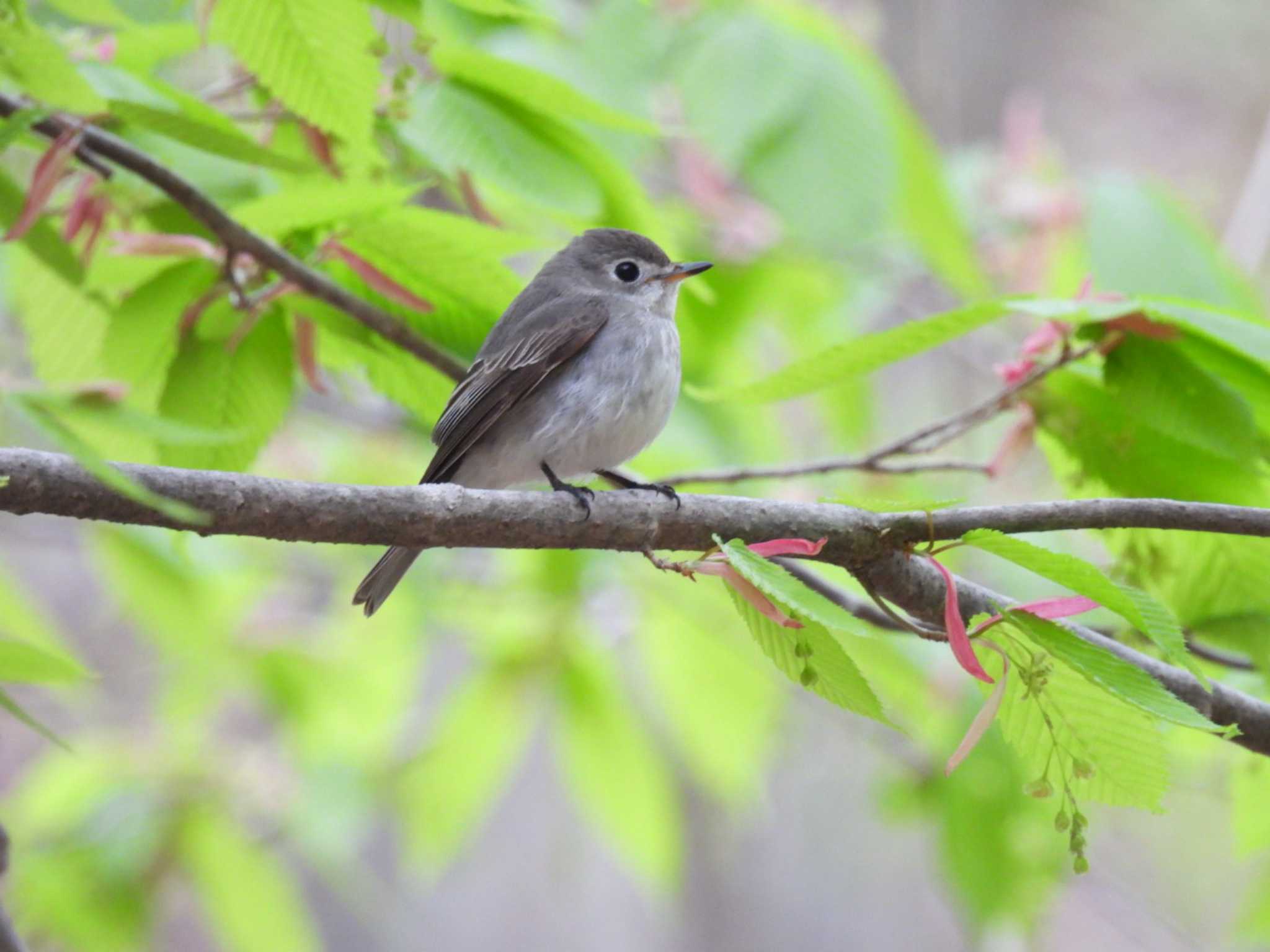 Photo of Asian Brown Flycatcher at Karuizawa wild bird forest by カズー