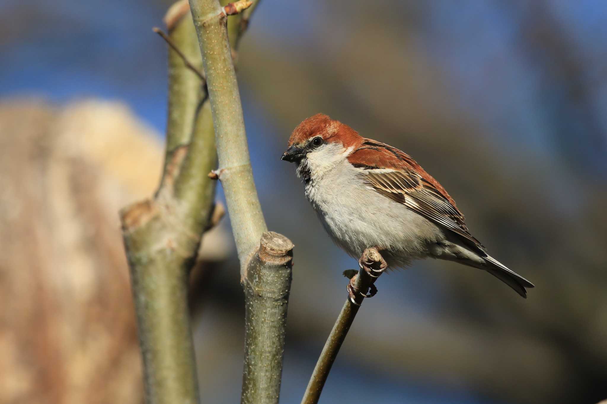 Russet Sparrow