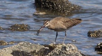 Sat, 4/30/2022 Birding report at Tokyo Port Wild Bird Park