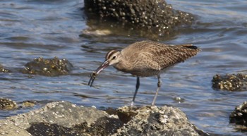 チュウシャクシギ 東京港野鳥公園 2022年4月30日(土)