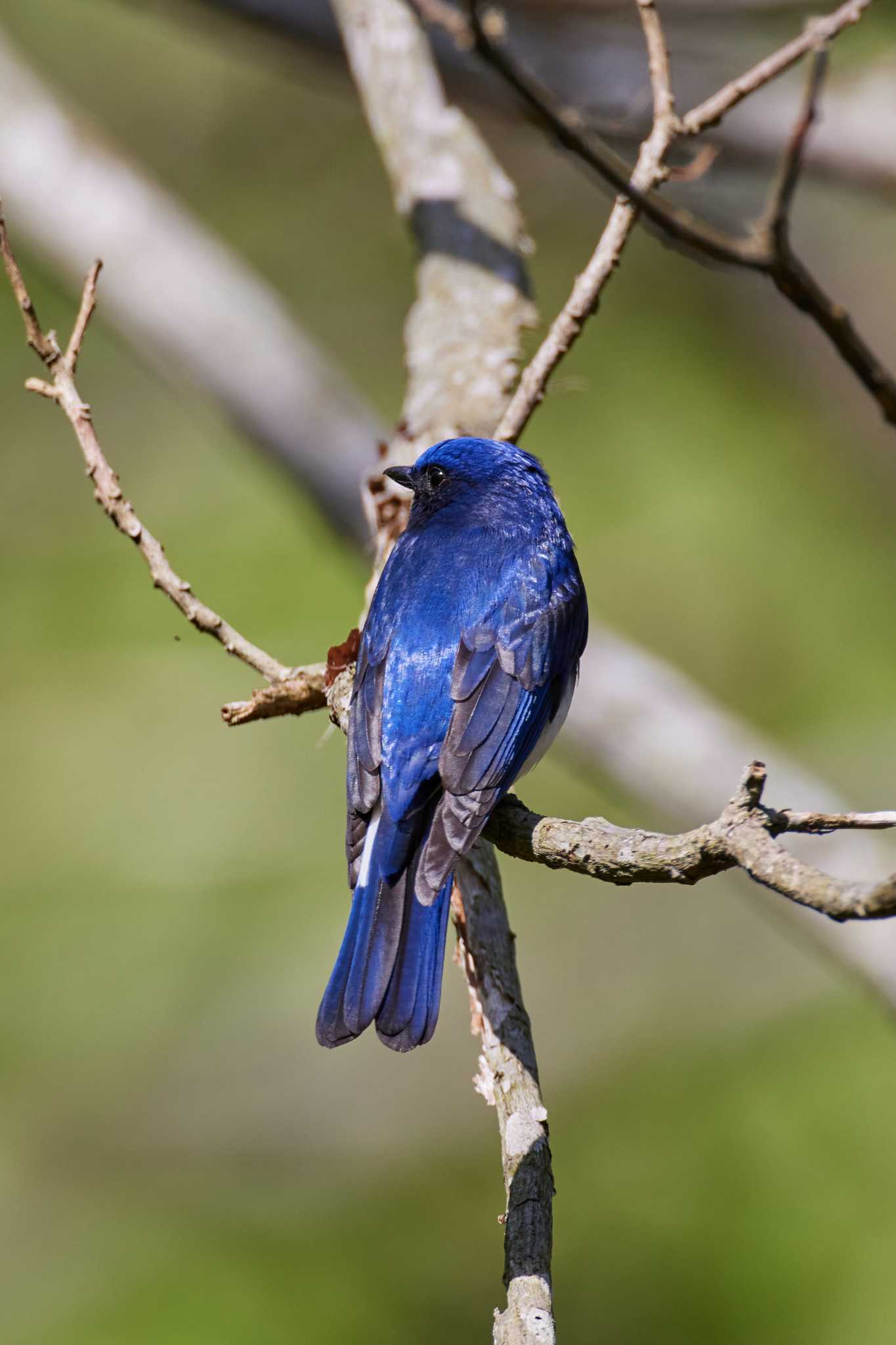 Photo of Blue-and-white Flycatcher at 朽木いきものふれあいの里 by DiskK