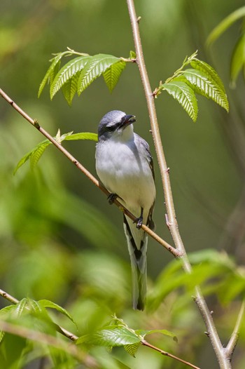 サンショウクイ 朽木いきものふれあいの里 2022年4月30日(土)