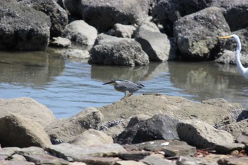 ササゴイ 東京港野鳥公園 2022年4月30日(土)