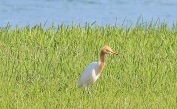 アマサギ 東京港野鳥公園 2022年4月30日(土)