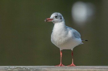 ユリカモメ 明石公園 2017年11月17日(金)