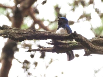 オオルリ 静岡県立森林公園 2022年4月30日(土)