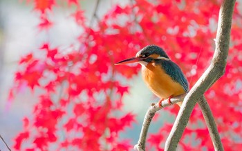 カワセミ 場所が不明 2017年11月27日(月)