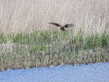 2022年4月30日(土) 大潟草原の野鳥観察記録