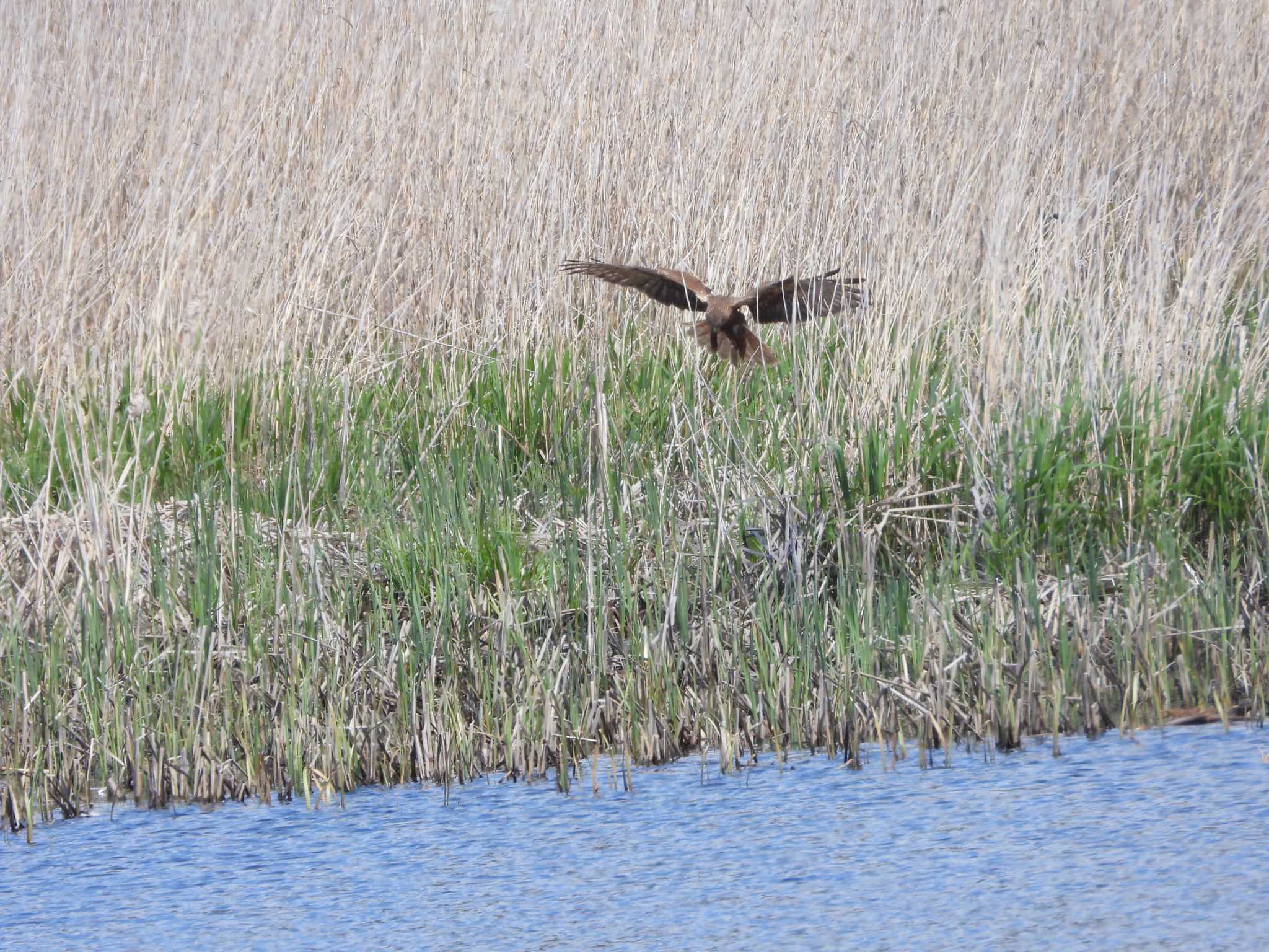 Eastern Marsh Harrier