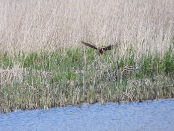 Eastern Marsh Harrier 大潟草原 Sat, 4/30/2022