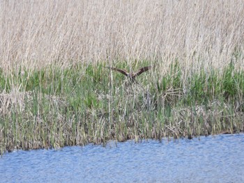 Eastern Marsh Harrier 大潟草原 Sat, 4/30/2022