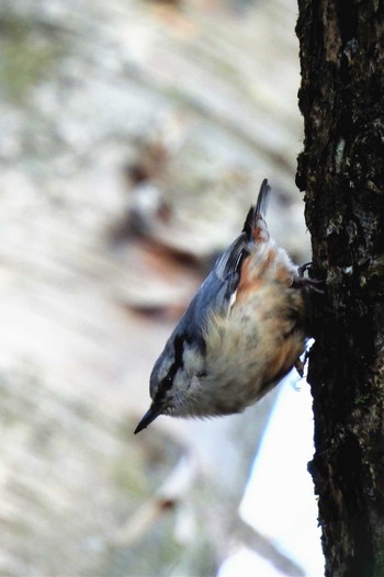 Eurasian Nuthatch 伊香保森林公園 Sat, 4/30/2022