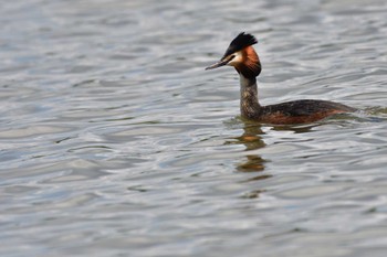 カンムリカイツブリ 瓢湖 2022年4月30日(土)