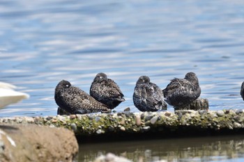 2022年4月30日(土) 瓢湖の野鳥観察記録