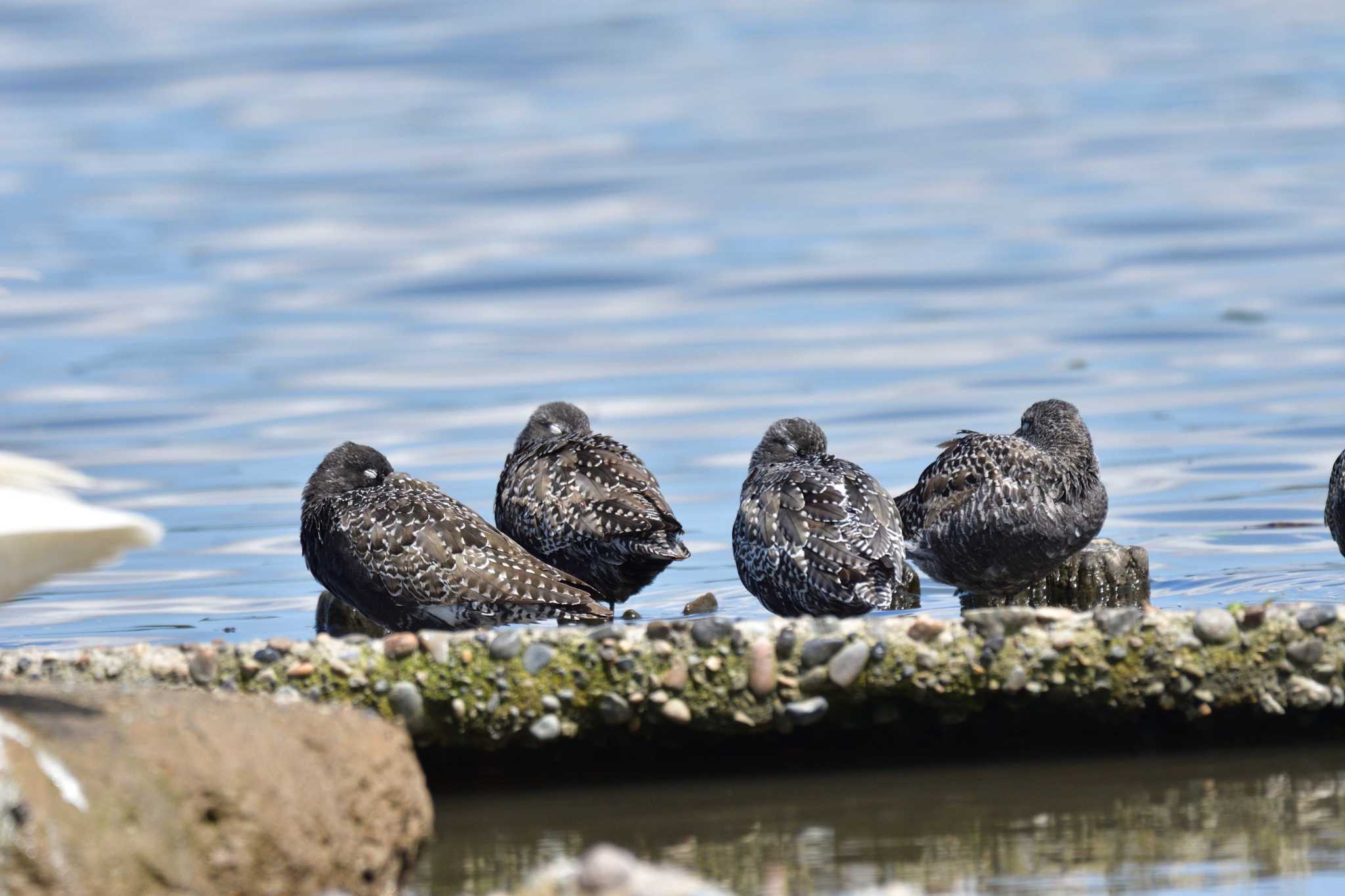 Spotted Redshank