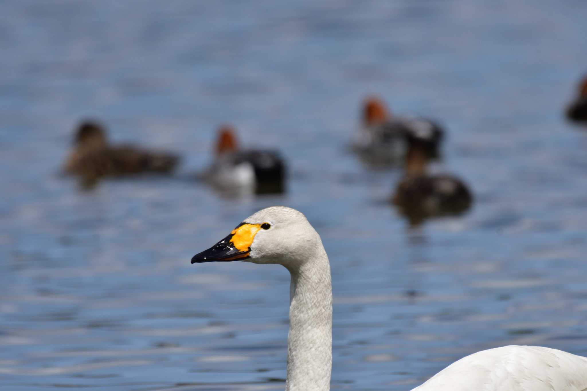 Tundra Swan