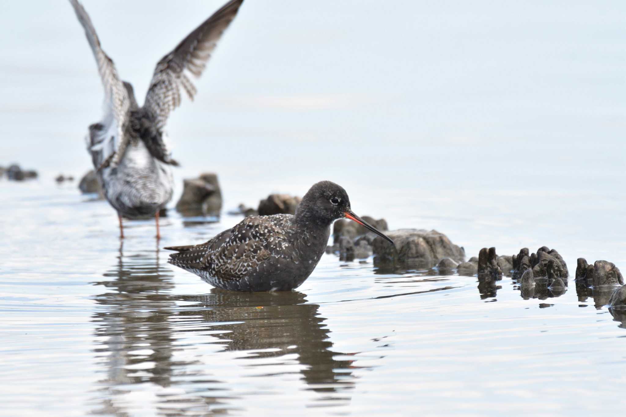 Spotted Redshank