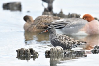 ツルシギ 瓢湖 2022年4月30日(土)