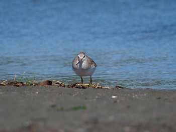 ソリハシシギ ふなばし三番瀬海浜公園 2017年9月18日(月)